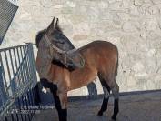 Hongre PRE Pure Race Espagnole A vendre 2022 Gris par INDEXADO