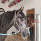 Hongre PRE Pure Race Espagnole A vendre 2022 Gris par INDEXADO