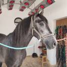 Hongre PRE Pure Race Espagnole A vendre 2022 Gris par INDEXADO