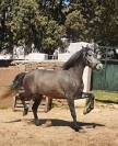 Hongre PRE Pure Race Espagnole A vendre 2022 Gris par INDEXADO