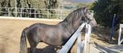 Gelding PRE Pure Spanish Bred For sale 2022 Grey
