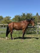 Hongre Selle Fran&ccedil;ais 5 ans / 1m79 /Origines Quidam de 