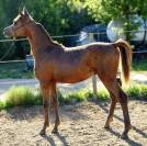 Poulain pur sang arabe 