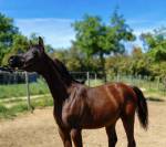 Poulain pur sang arabe