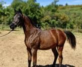 Poulain pur sang arabe