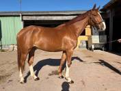 Hongre de 7 ans par Andiamo Semilly