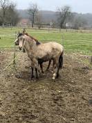 Pouliche PFS Isabelle Dun mai 2025