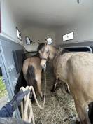 Pouliche PFS Isabelle Dun mai 2025