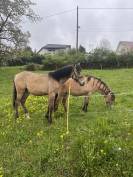 Pouliche PFS Isabelle Dun mai 2025