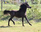 M&acirc;le Pur Sang Arabe Noir