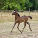 M&acirc;le Pur Sang Arabe Noir