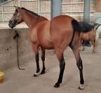 Pur sang irlandais 5 ans 