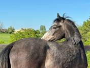 Poulain Anglo-Arabe Part Bred n&eacute; en 2024