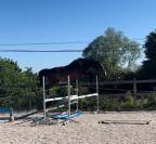 JUMENT 5 ANS SELLE FRANCAIS ORIGINEL