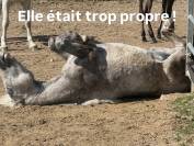 Oph&eacute;line du long, Camargue 2 ans