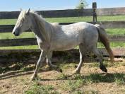Oph&eacute;line du long, Camargue 2 ans