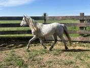 Oph&eacute;line du long, Camargue 2 ans