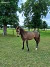 Vend poney de sport PFS