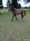 Vend poney de sport PFS