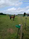 Vend poney de sport PFS