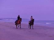 Hongre &agrave; louer 