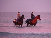 Hongre &agrave; louer 