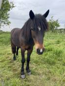 Poulini&egrave;re poney