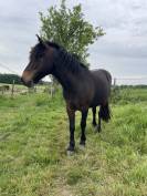 Poulini&egrave;re poney