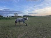 Merrie Ras onbekend Te koop 2023 Schimmel