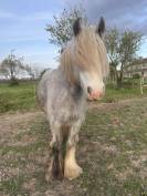 Merrie Ras onbekend Te koop 2023 Schimmel