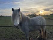 Merrie Ras onbekend Te koop 2023 Schimmel