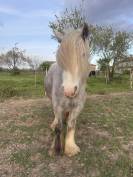 Merrie Ras onbekend Te koop 2023 Schimmel