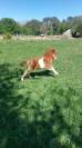 Superbe poulain Shetland PP 