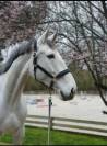 Jument de 8 ans cso