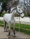 Jument de 8 ans cso