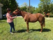 Poulain 1 an SF x PFS