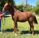 Poulain 1 an SF x PFS