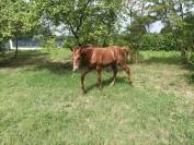 Poulain 1 an SF x PFS