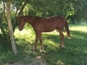 Poulain 1 an SF x PFS