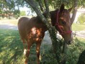 Poulain 1 an SF x PFS