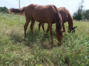 Beau poulain de15 mois OC  (SF x PFS)