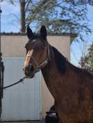 Tr&egrave;s belle Jument SF 