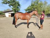Yegua Silla Franc&eacute;s En venta 2021 Bayo por LUIGI D AMAURY