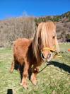 4 poneys shetlands 