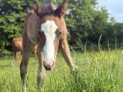 Filly Paint For sale 2026 Bay