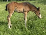 Filly Paint For sale 2026 Bay