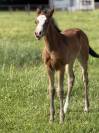 Filly Paint For sale 2026 Bay
