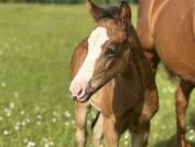 Filly Paint For sale 2026 Bay