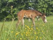 Filly Paint For sale 2026 Bay