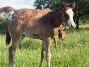 Filly Paint For sale 2026 Bay